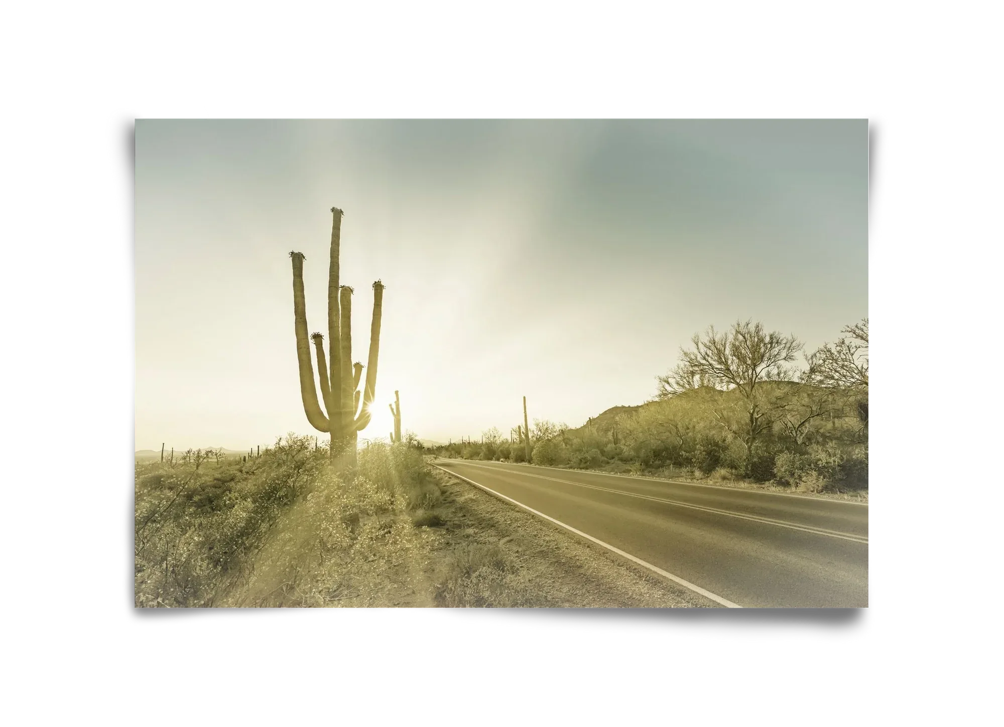 SAGUARO NATIONAL PARK Setting Sun | Vintage - artbridge
