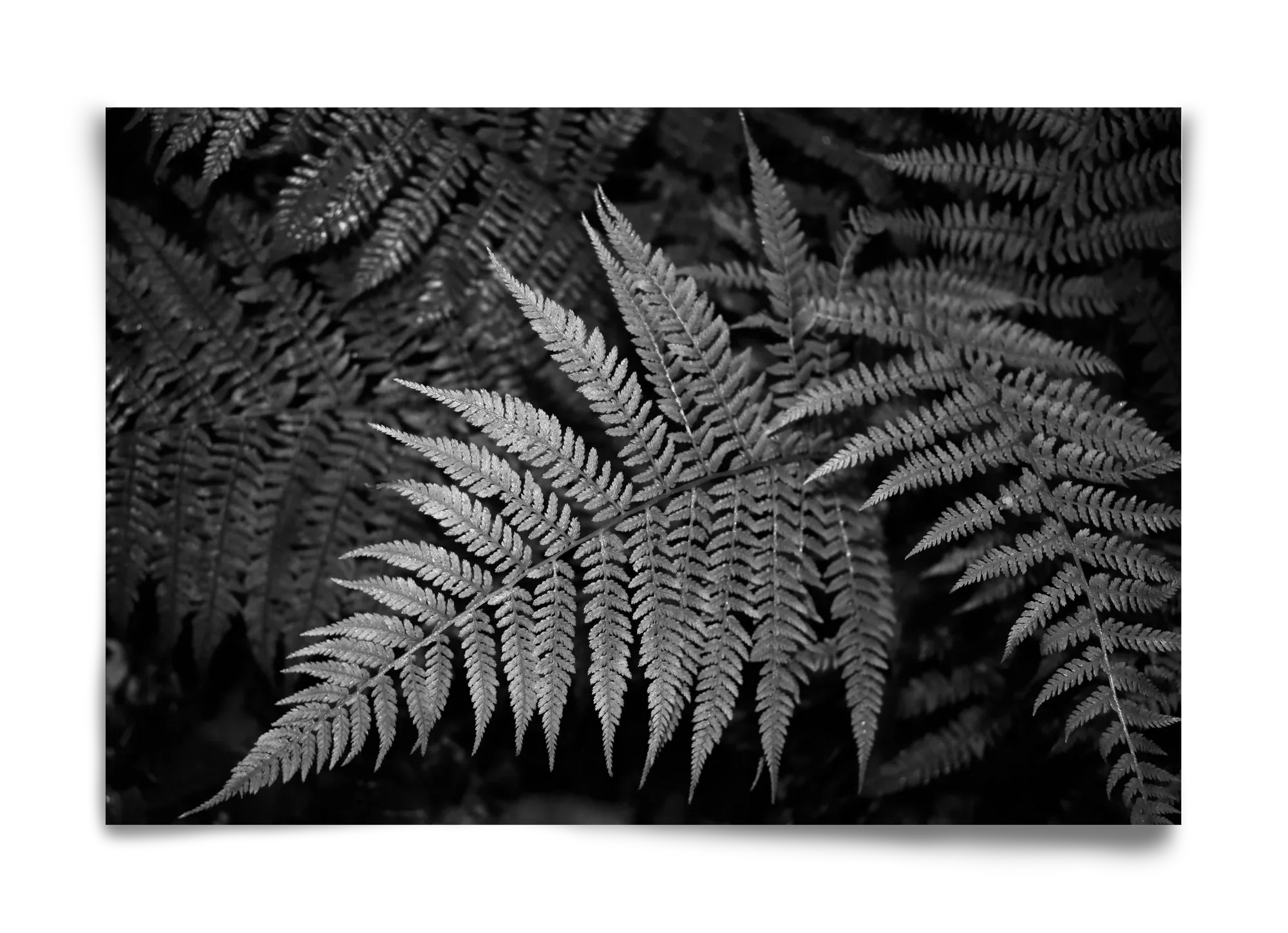 bracken joy - artbridge