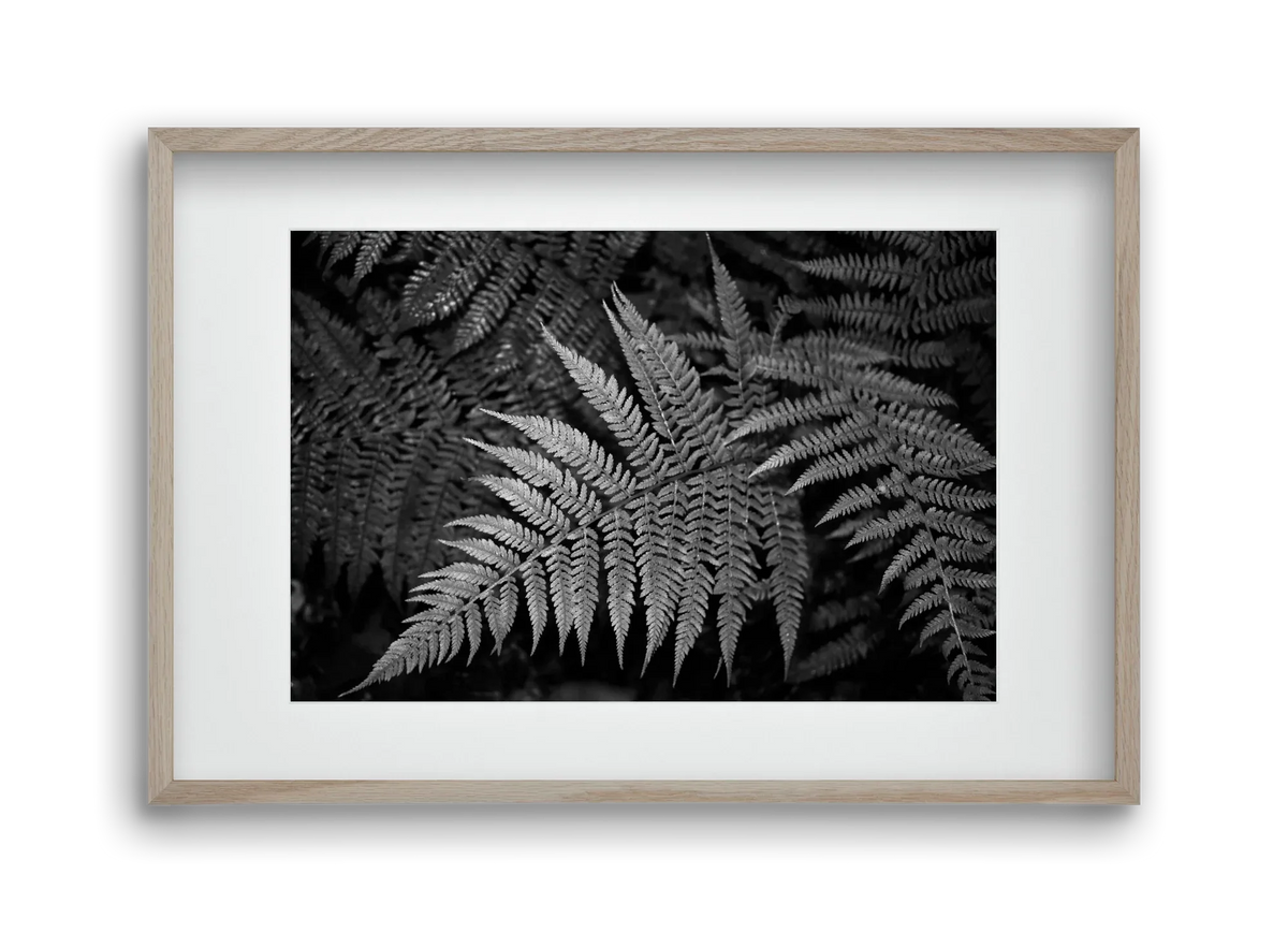 bracken joy - artbridge