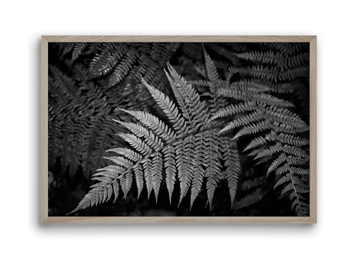bracken joy - artbridge
