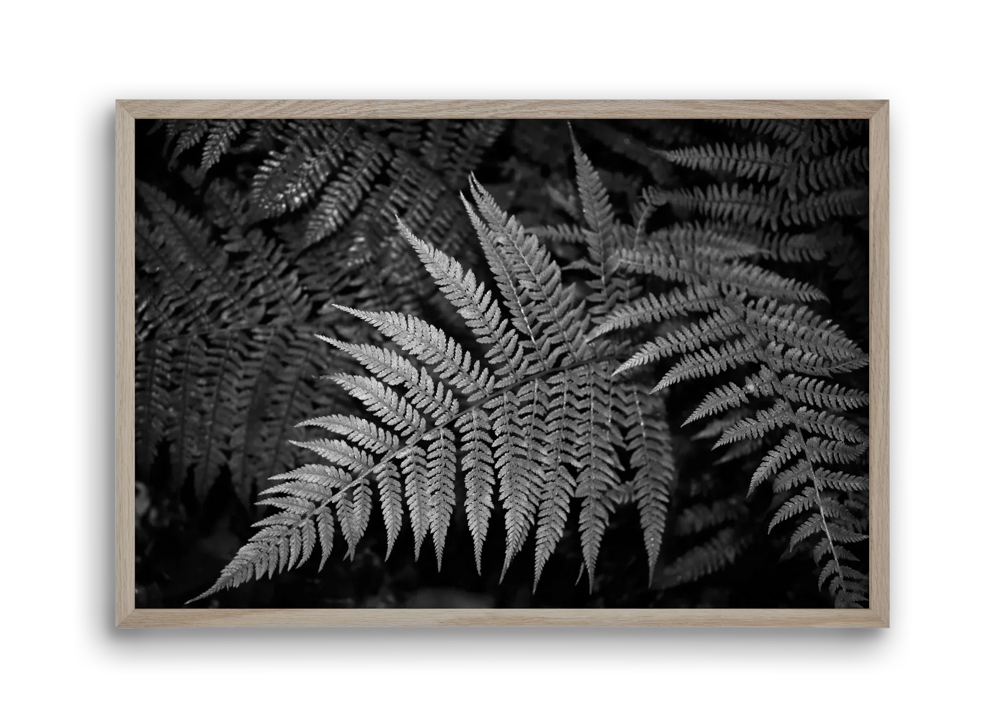 bracken joy - artbridge
