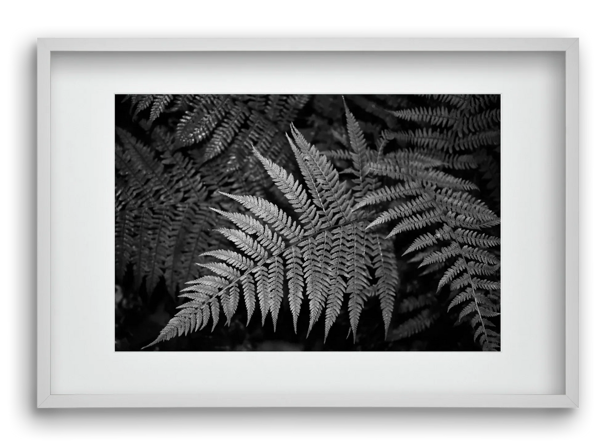 bracken joy - artbridge