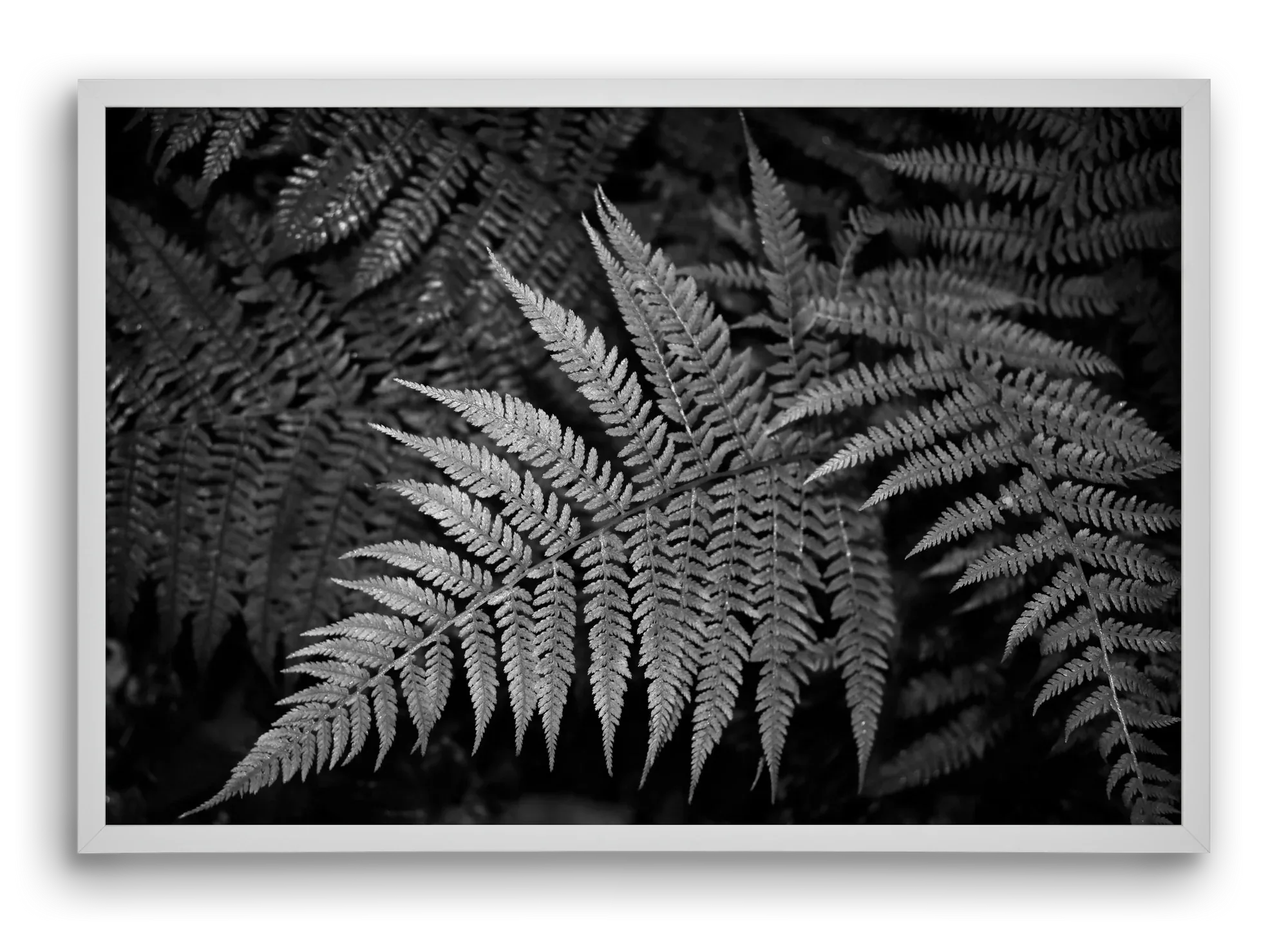 bracken joy - artbridge