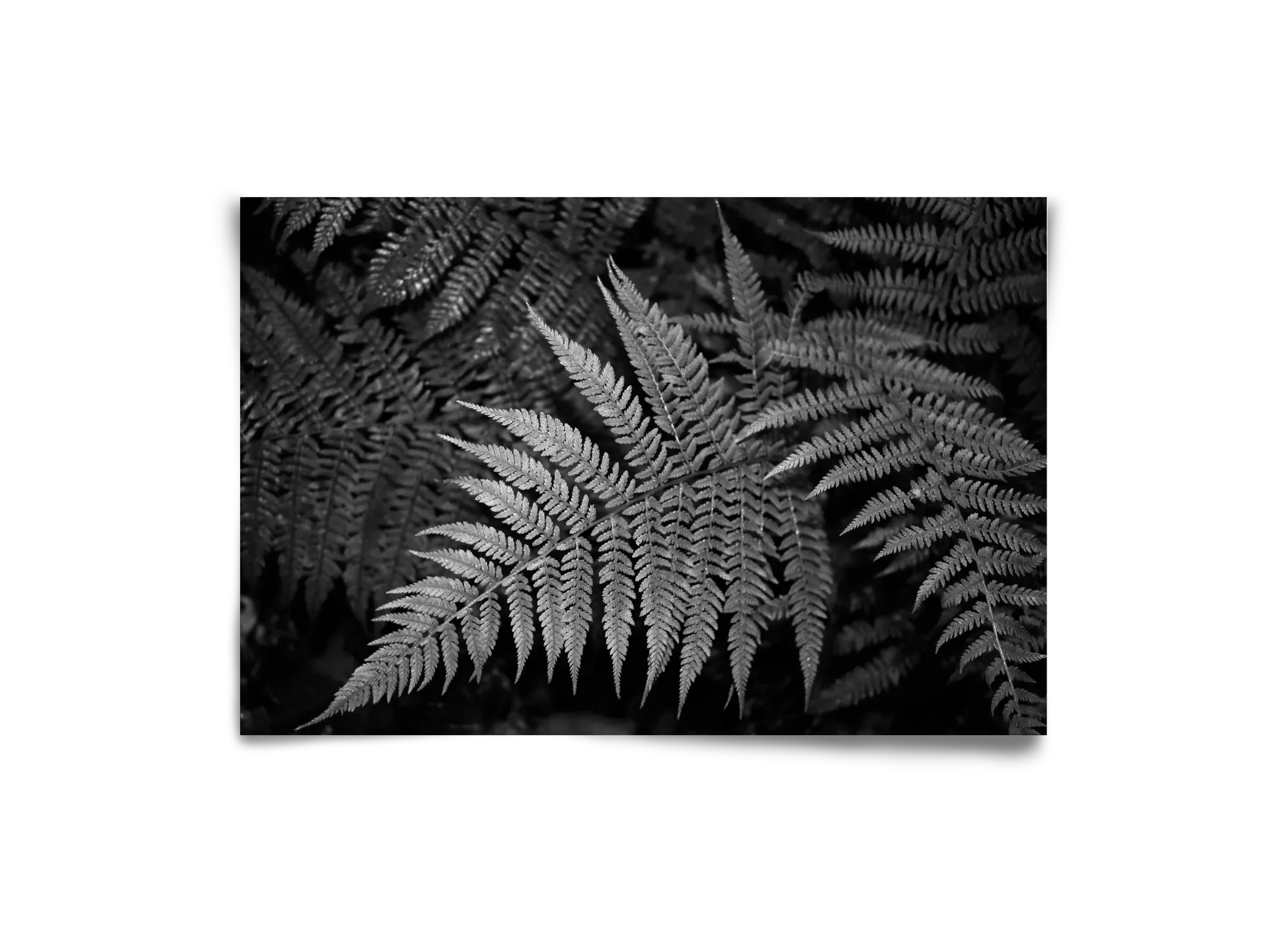 bracken joy - artbridge