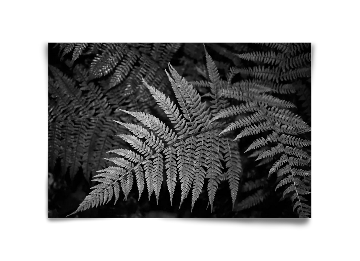 bracken joy - artbridge