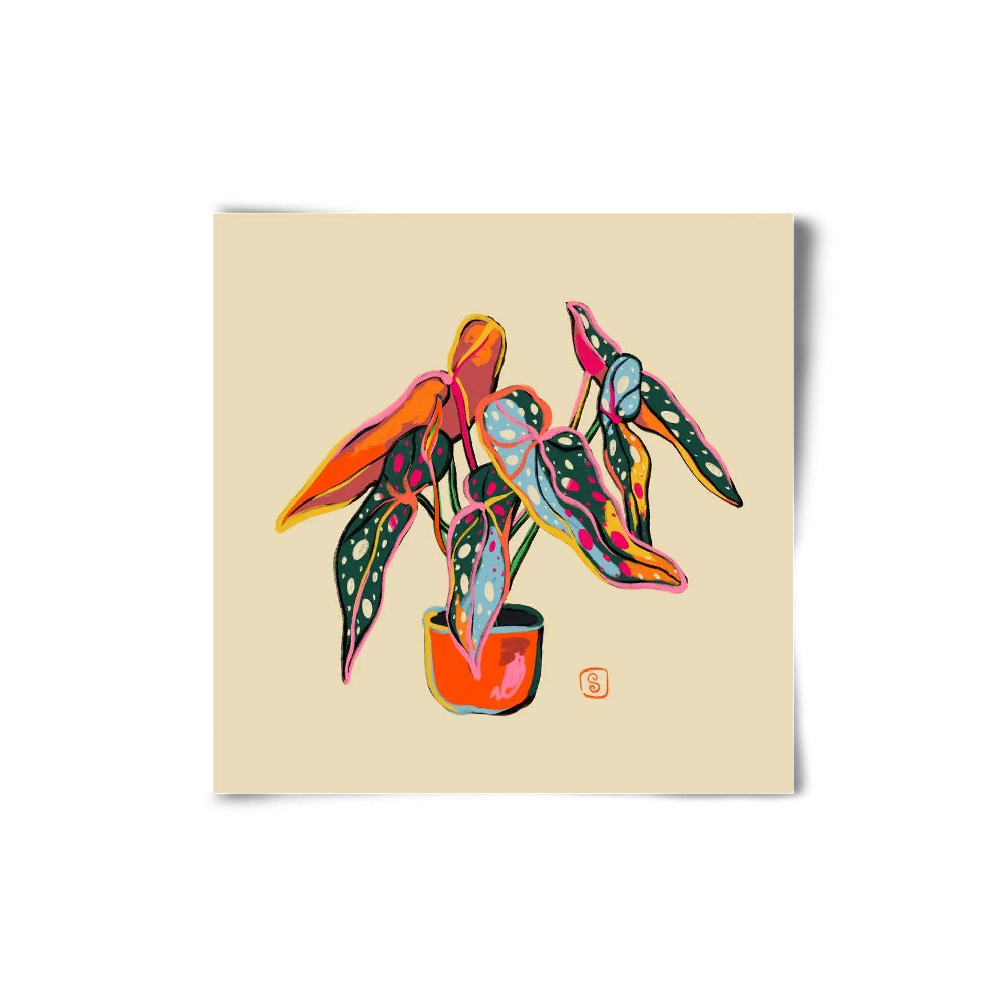 COLOURFUL BEGONIA PLANT - artbridge