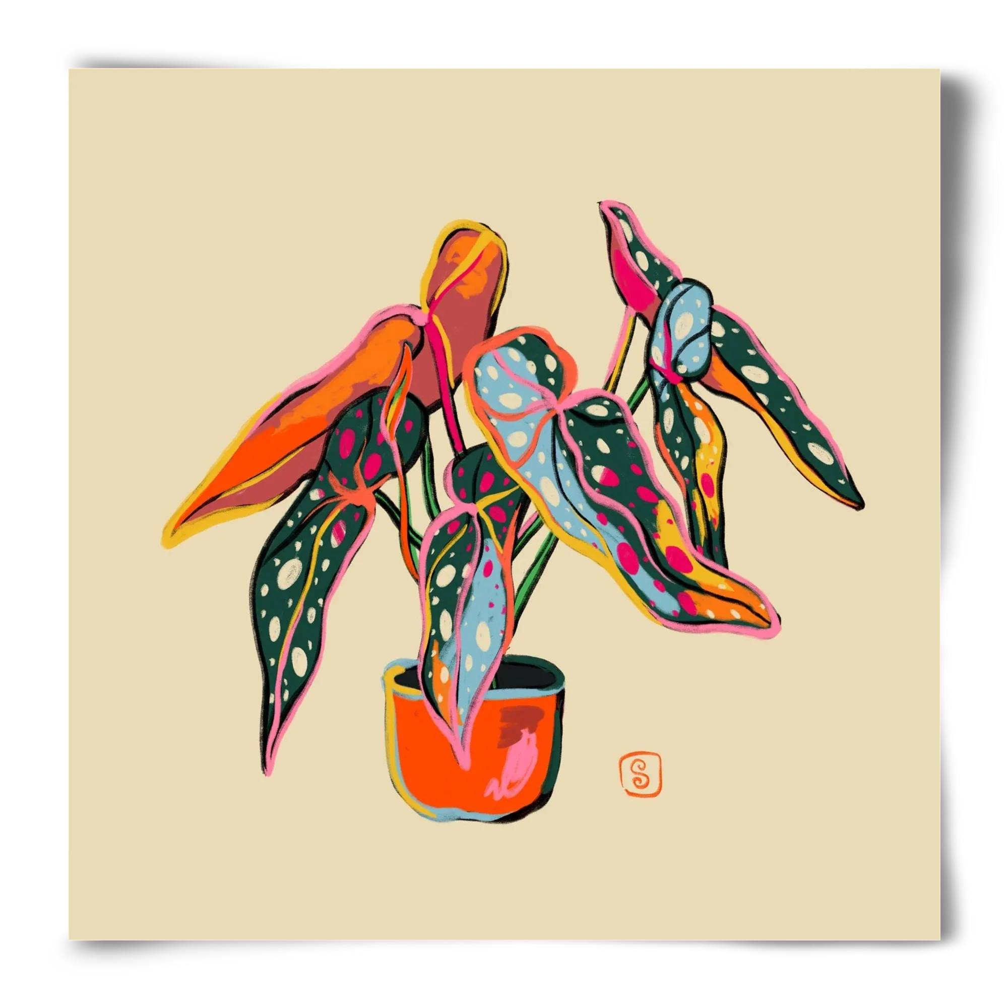 COLOURFUL BEGONIA PLANT - artbridge