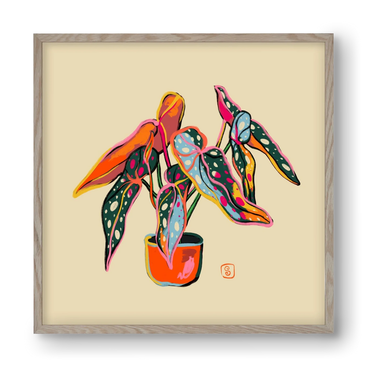 COLOURFUL BEGONIA PLANT - artbridge