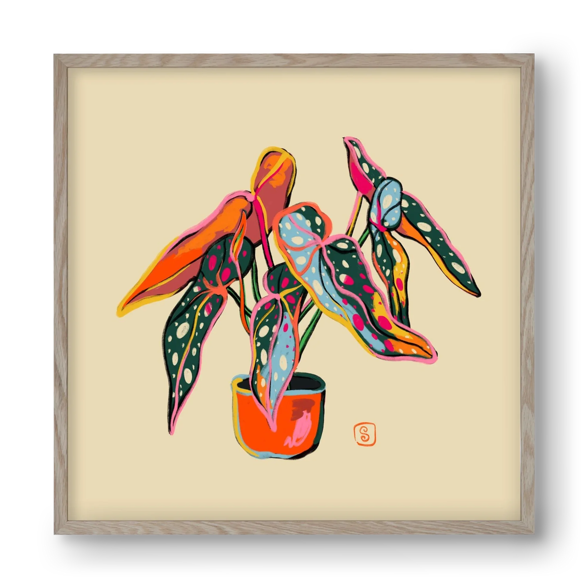 COLOURFUL BEGONIA PLANT - artbridge