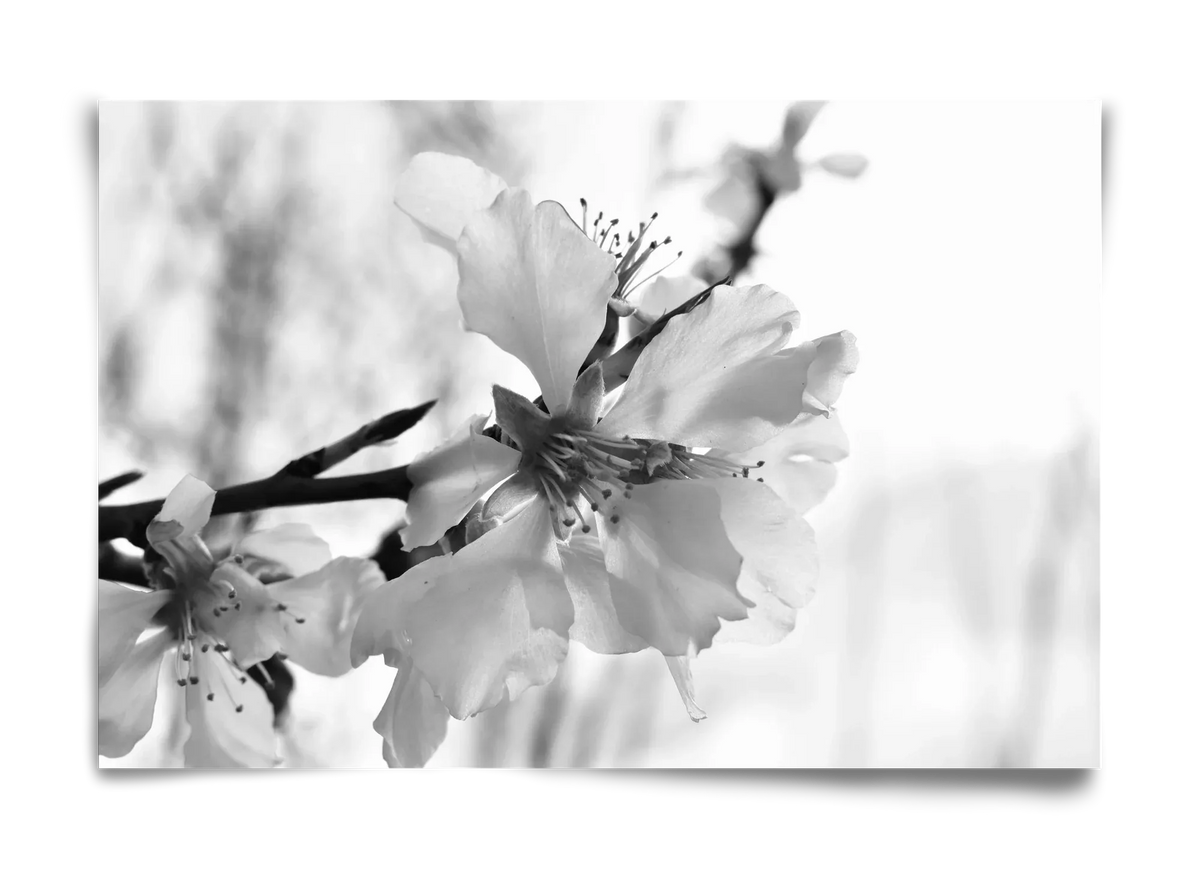 White-handed - artbridge