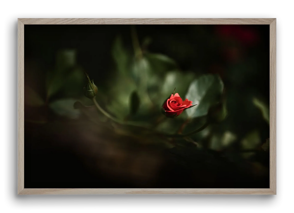 RISING - artbridge