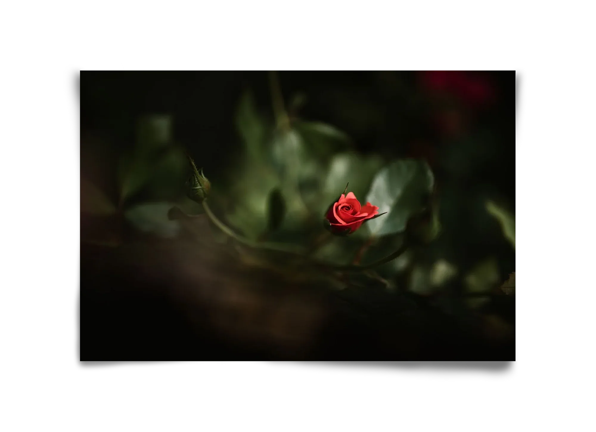 RISING - artbridge