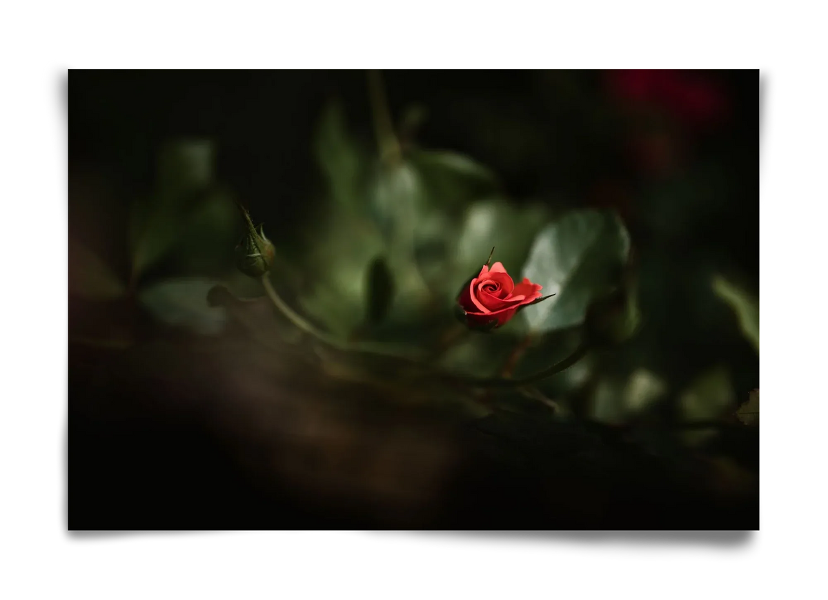 RISING - artbridge