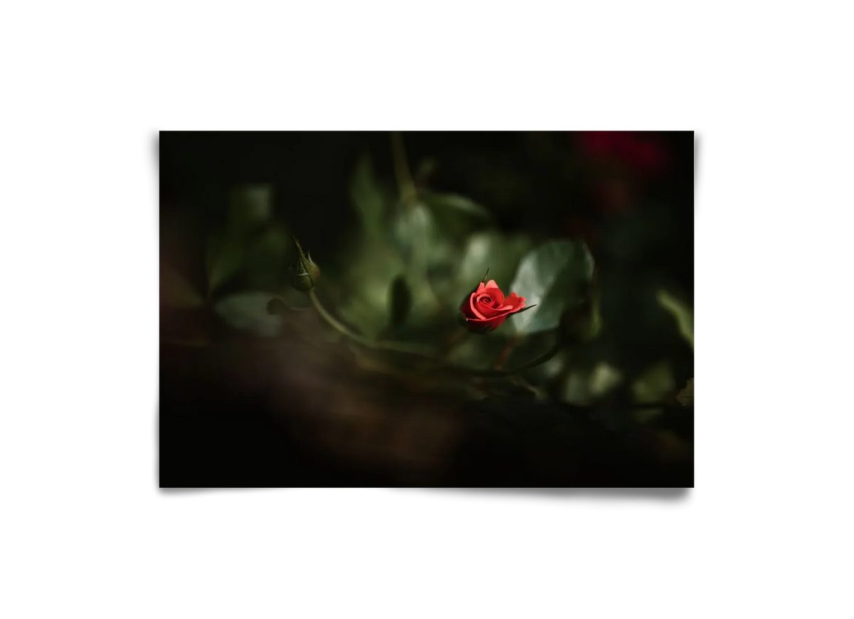 RISING - artbridge