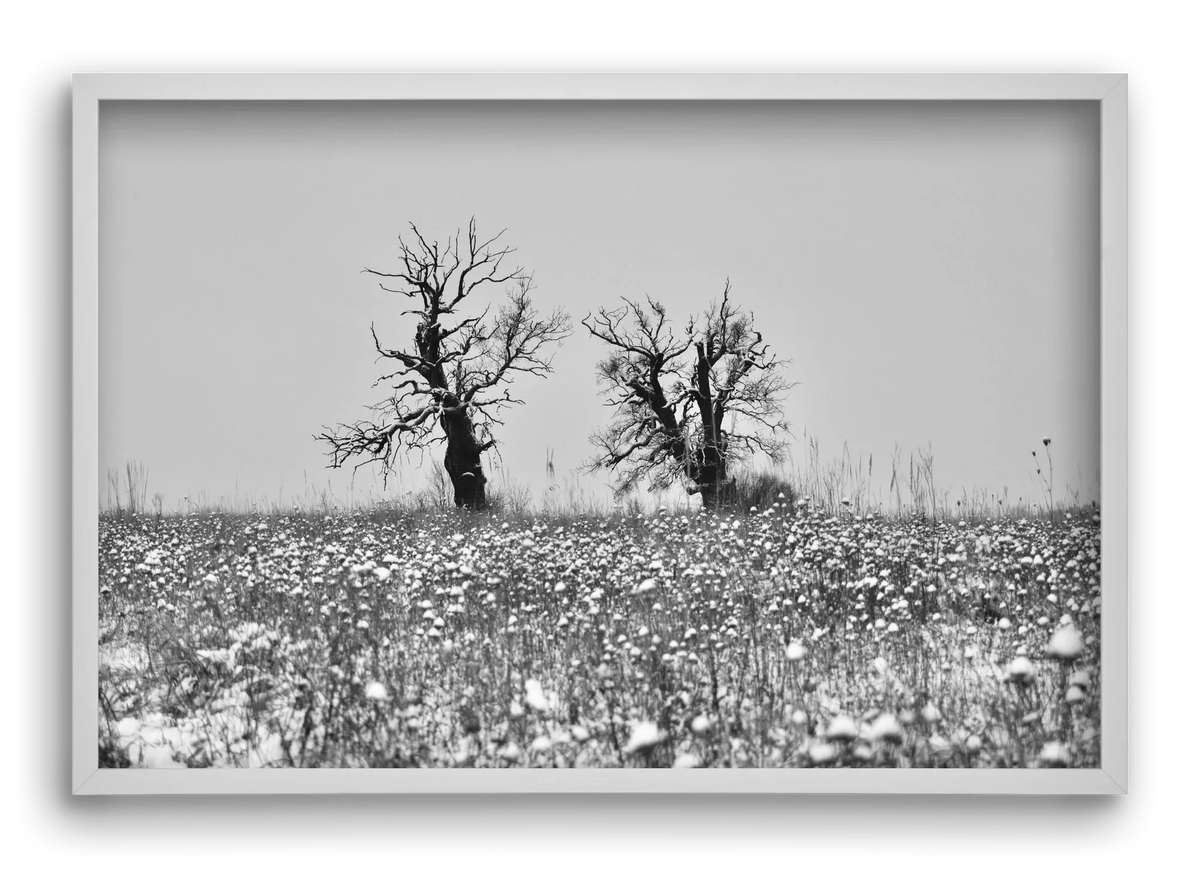 Old oak couple - artbridge