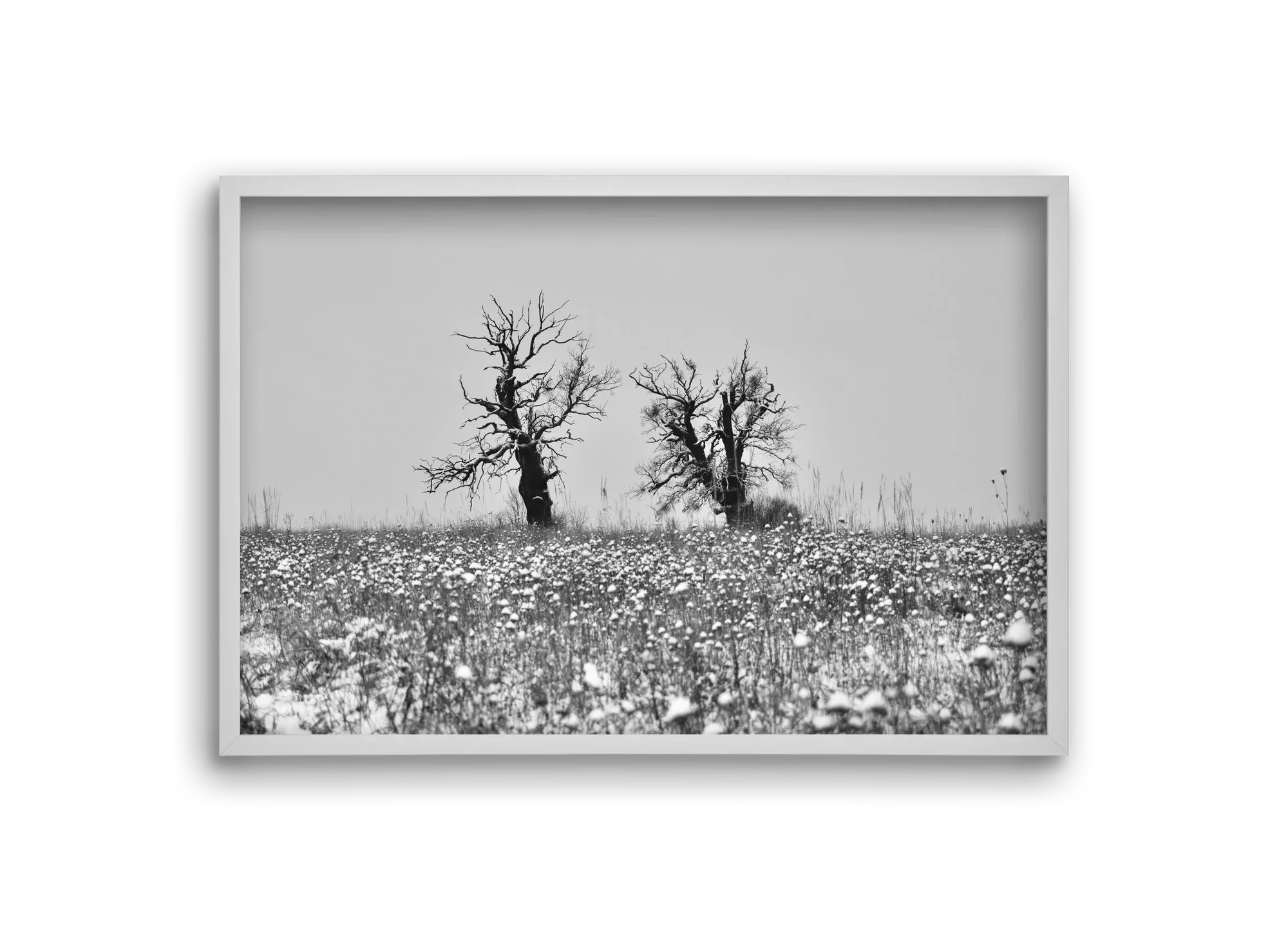 Old oak couple - artbridge