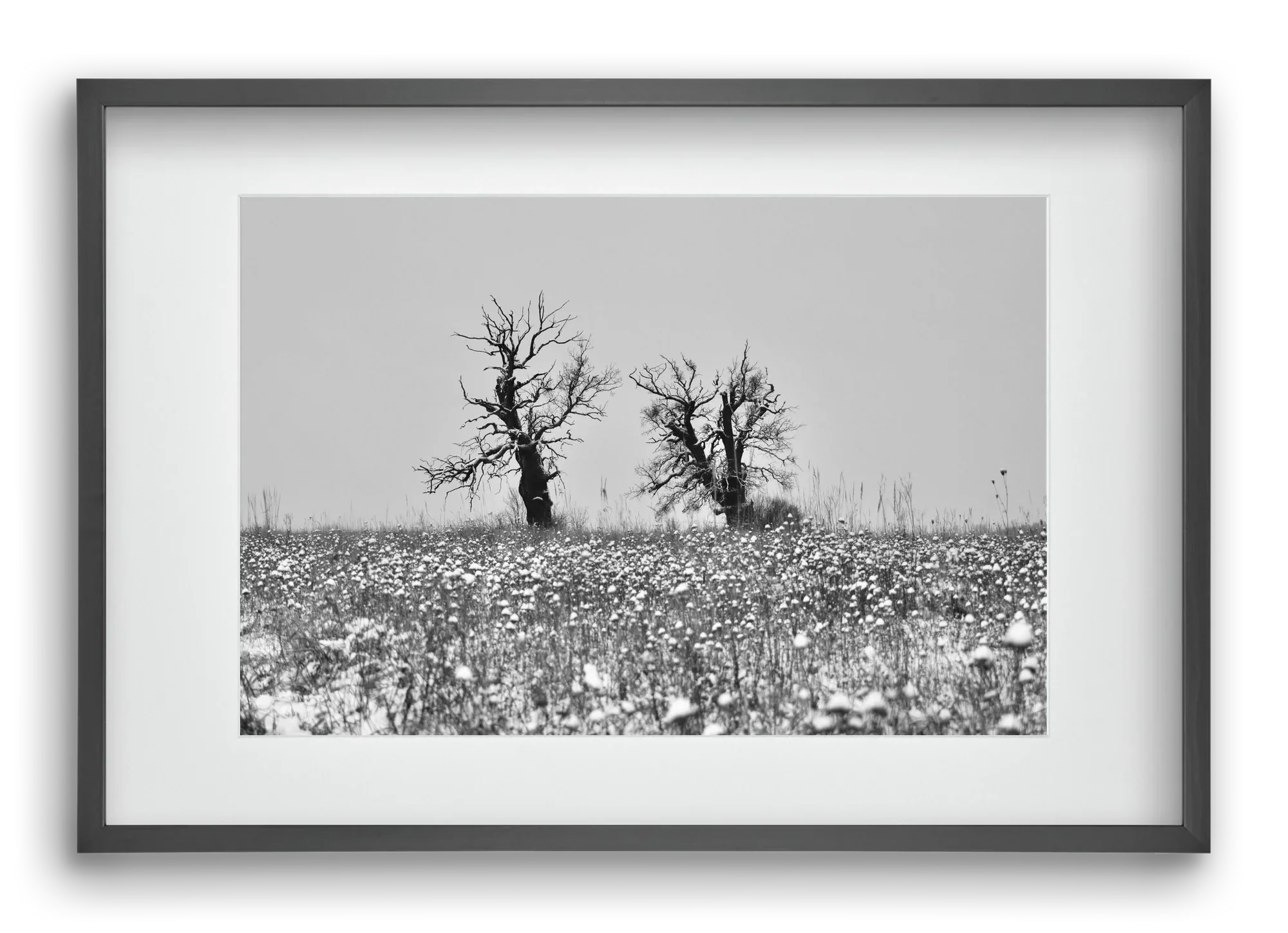 Old oak couple - artbridge