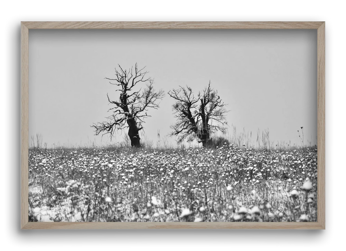 Old oak couple - artbridge