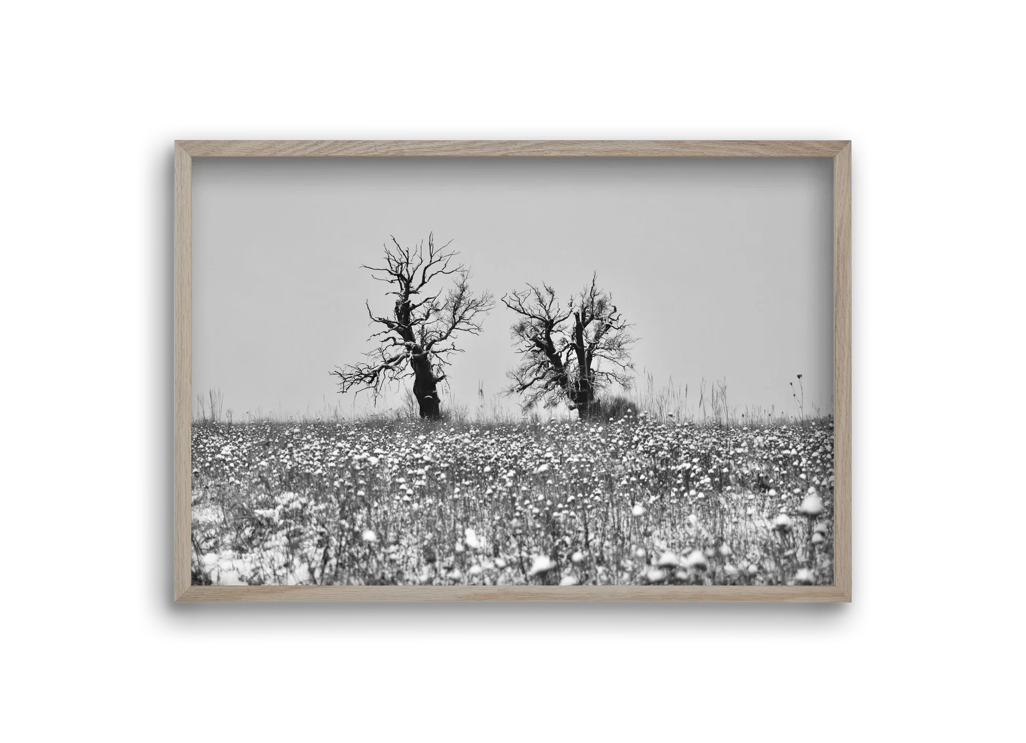 Old oak couple - artbridge