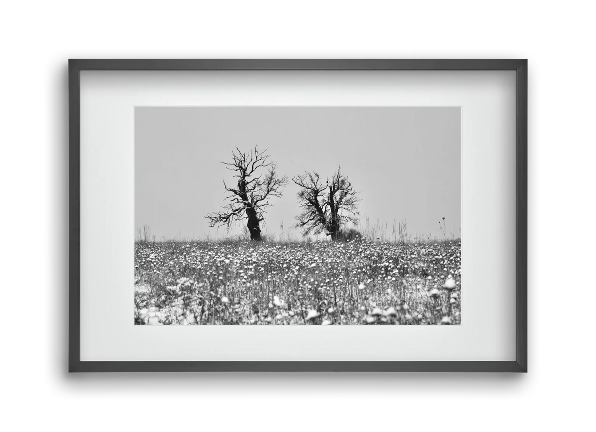 Old oak couple - artbridge