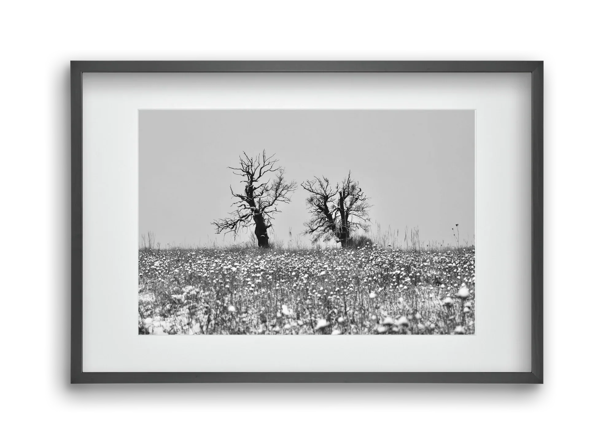 Old oak couple - artbridge