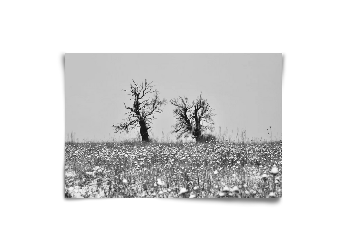 Old oak couple - artbridge