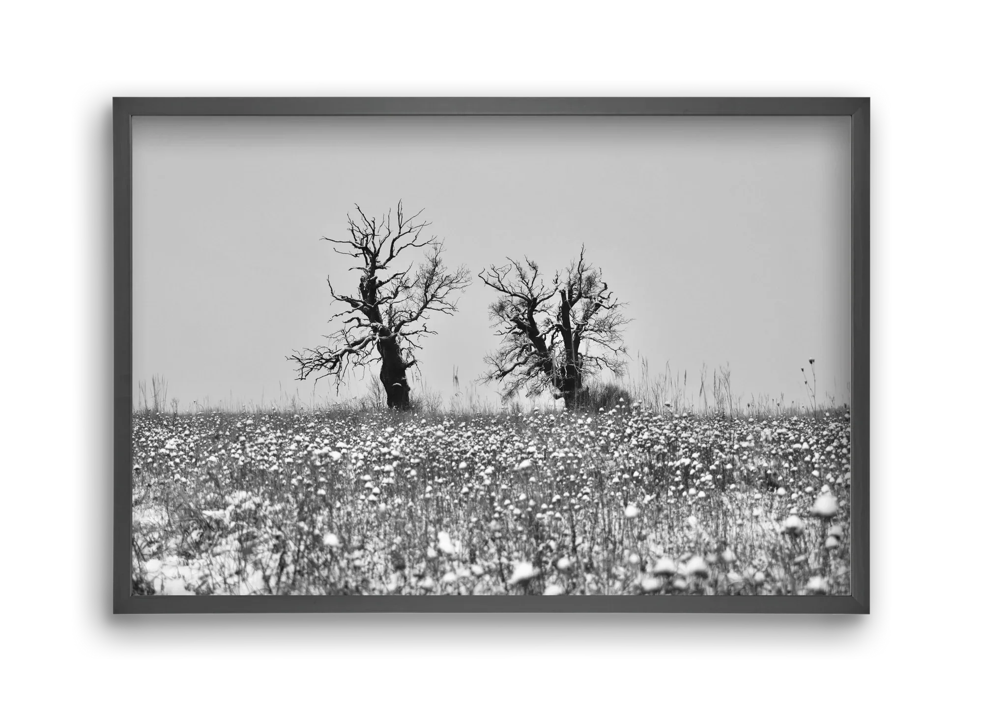 Old oak couple - artbridge