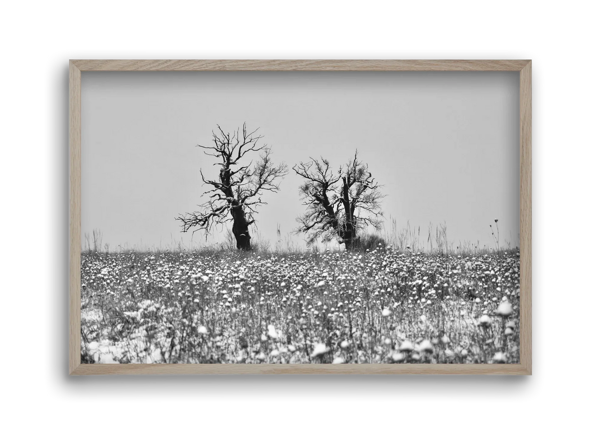 Old oak couple - artbridge