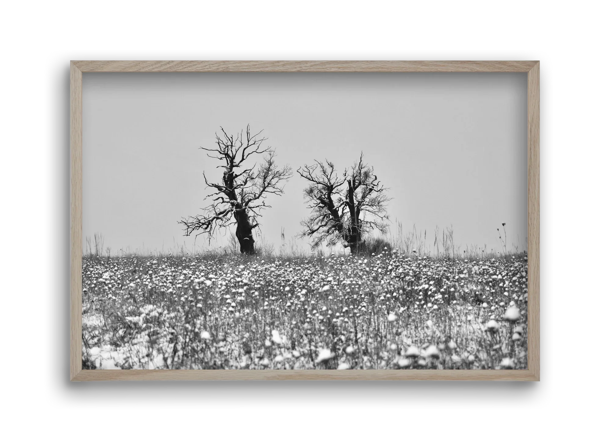 Old oak couple - artbridge