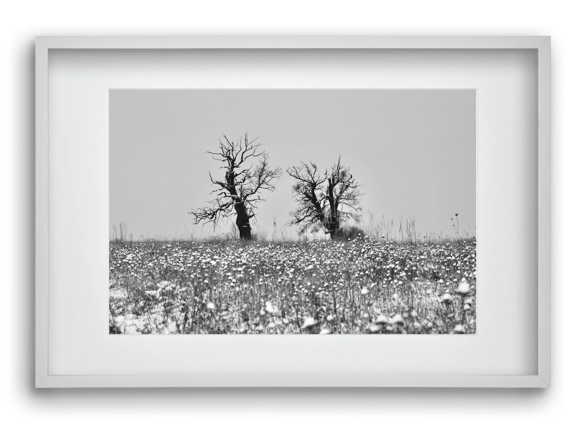 Old oak couple - artbridge
