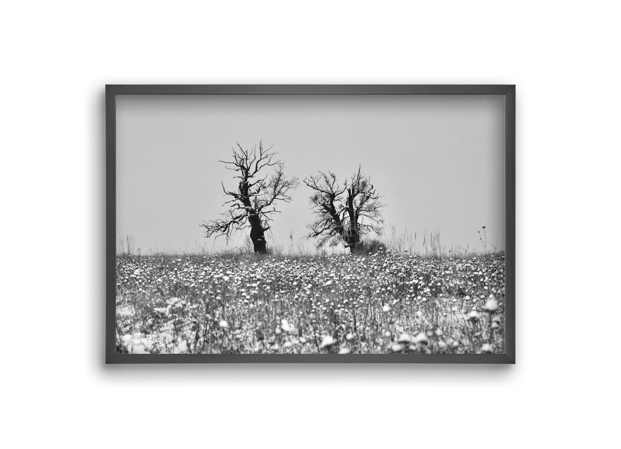 Old oak couple - artbridge