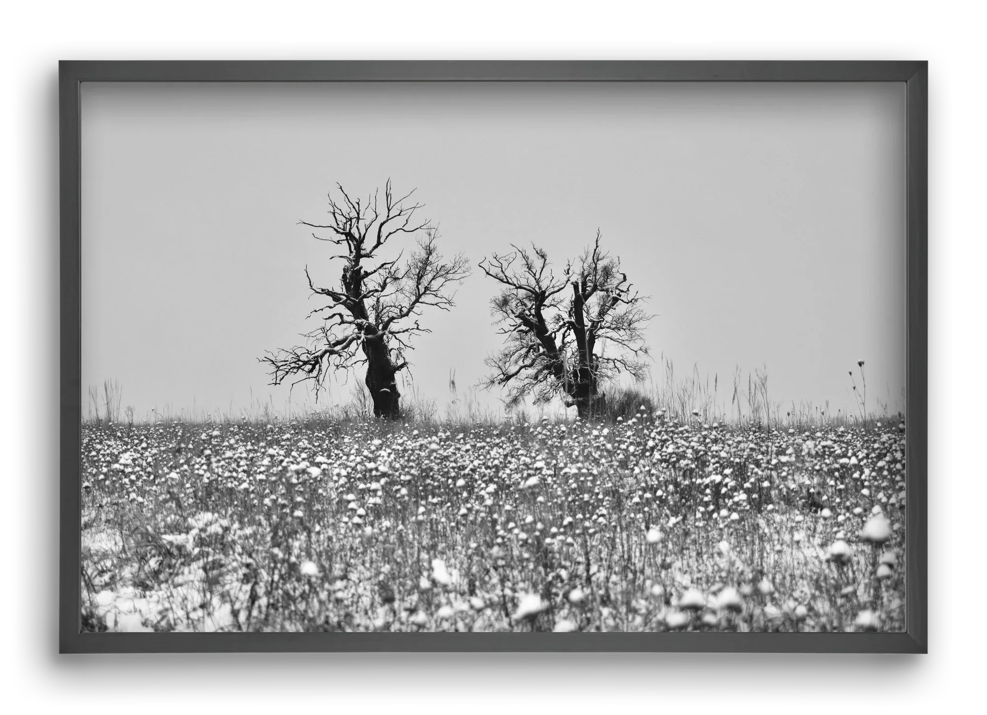 Old oak couple - artbridge