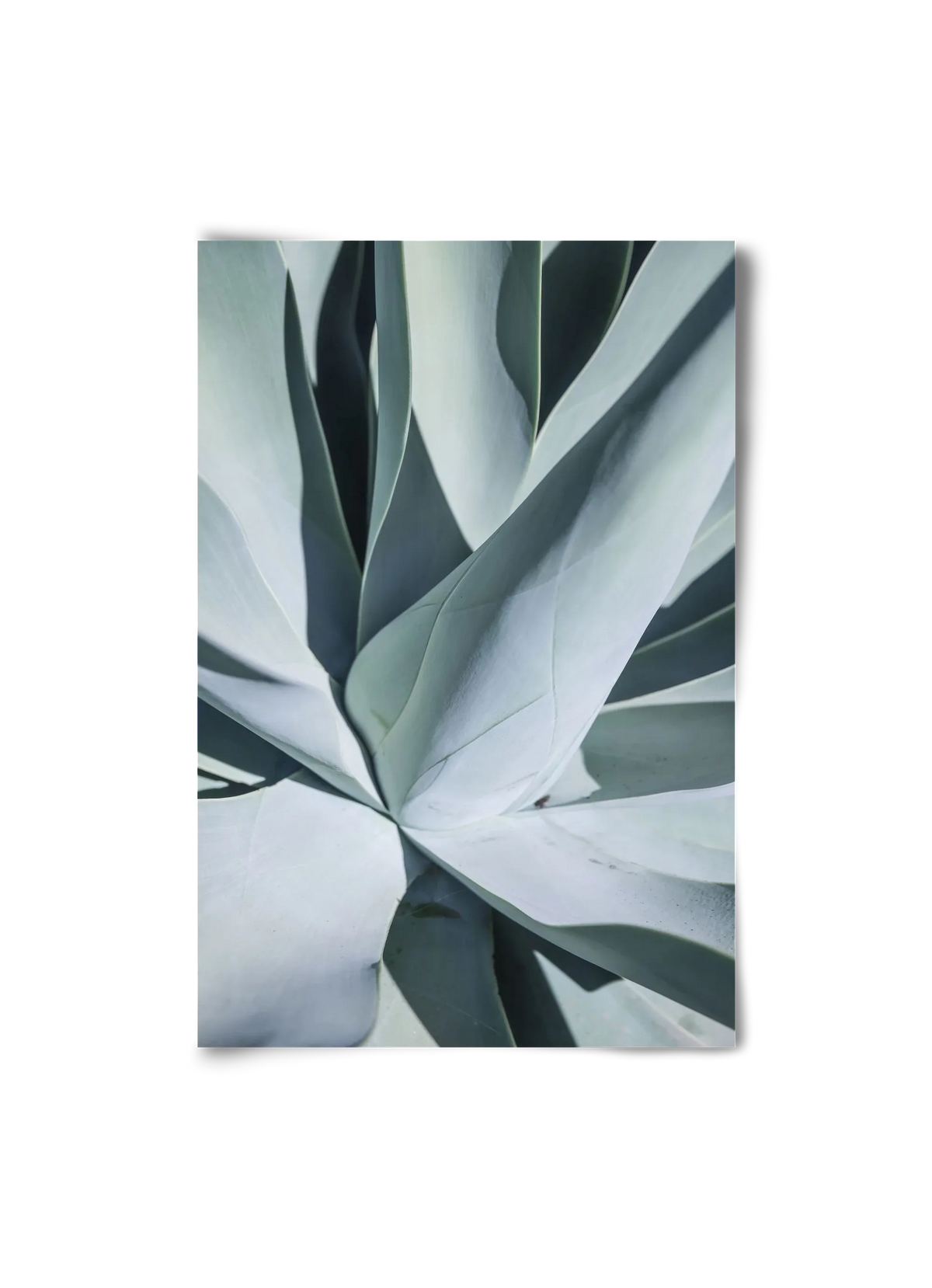 Aqua Cactus - artbridge
