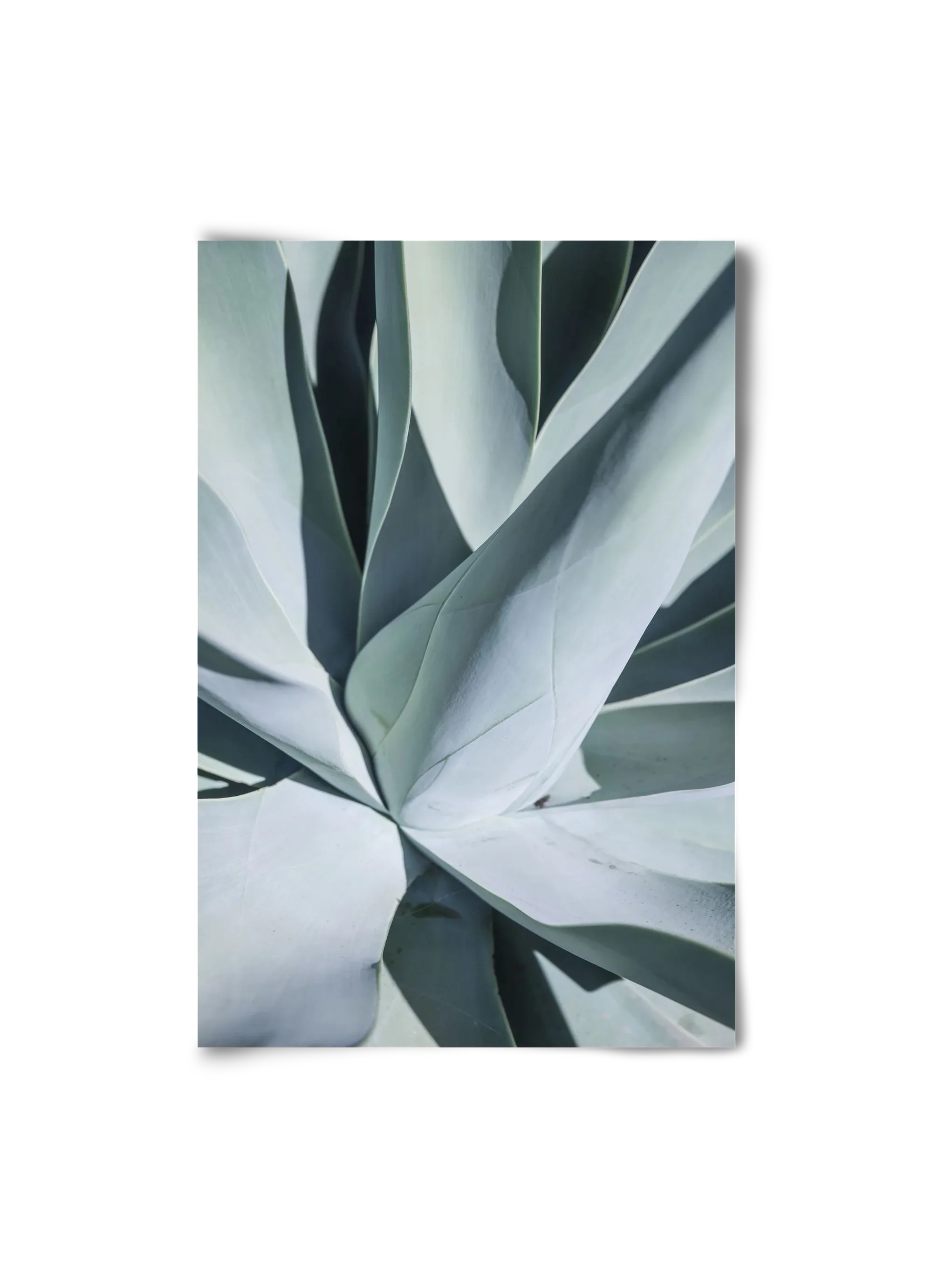Aqua Cactus - artbridge