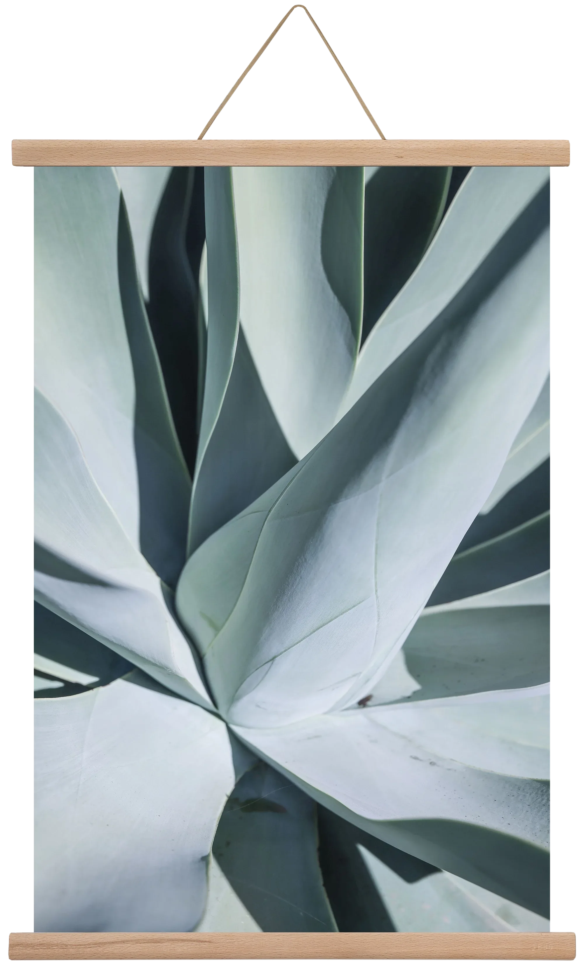 Aqua Cactus - artbridge
