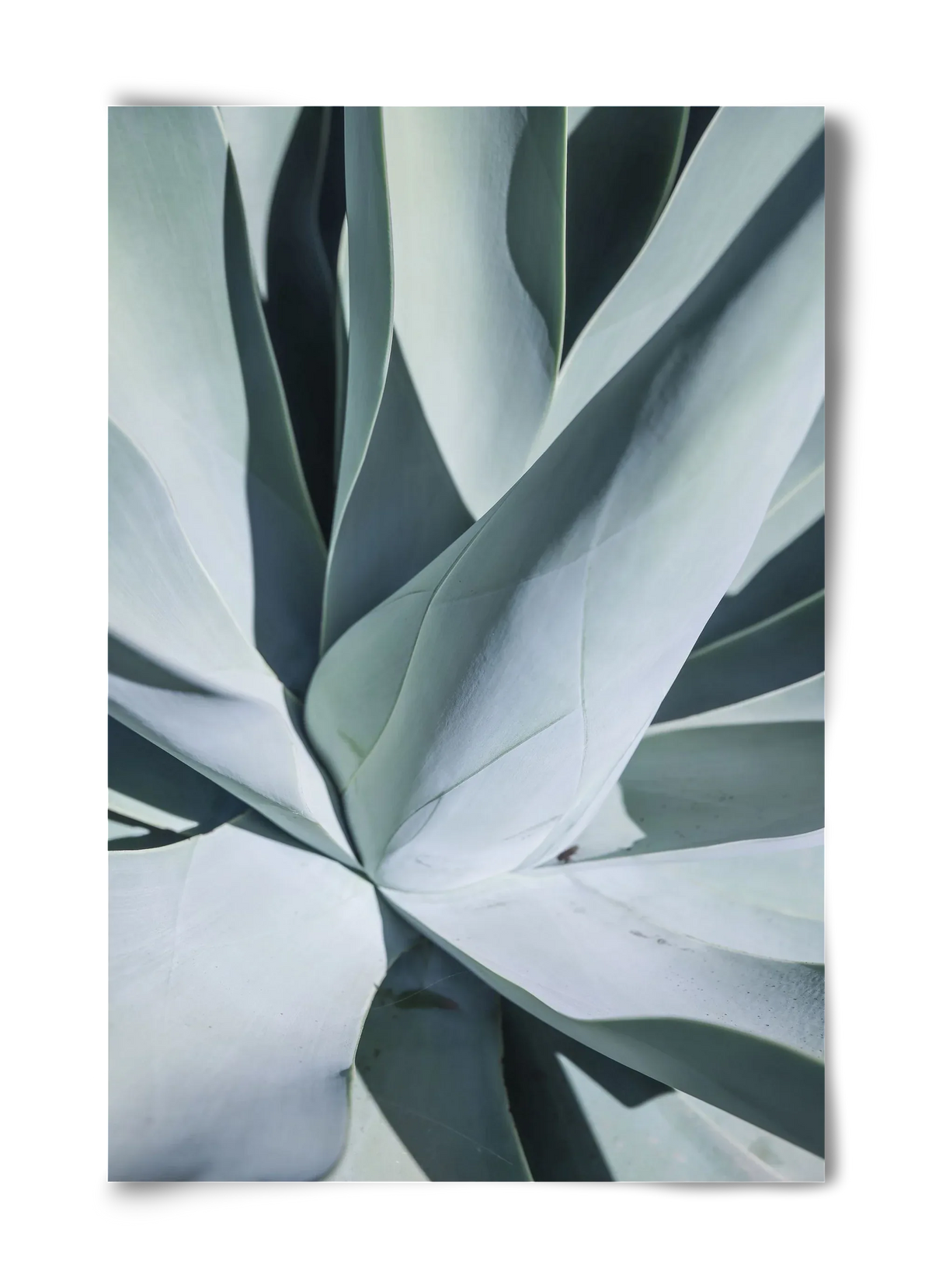 Aqua Cactus - artbridge