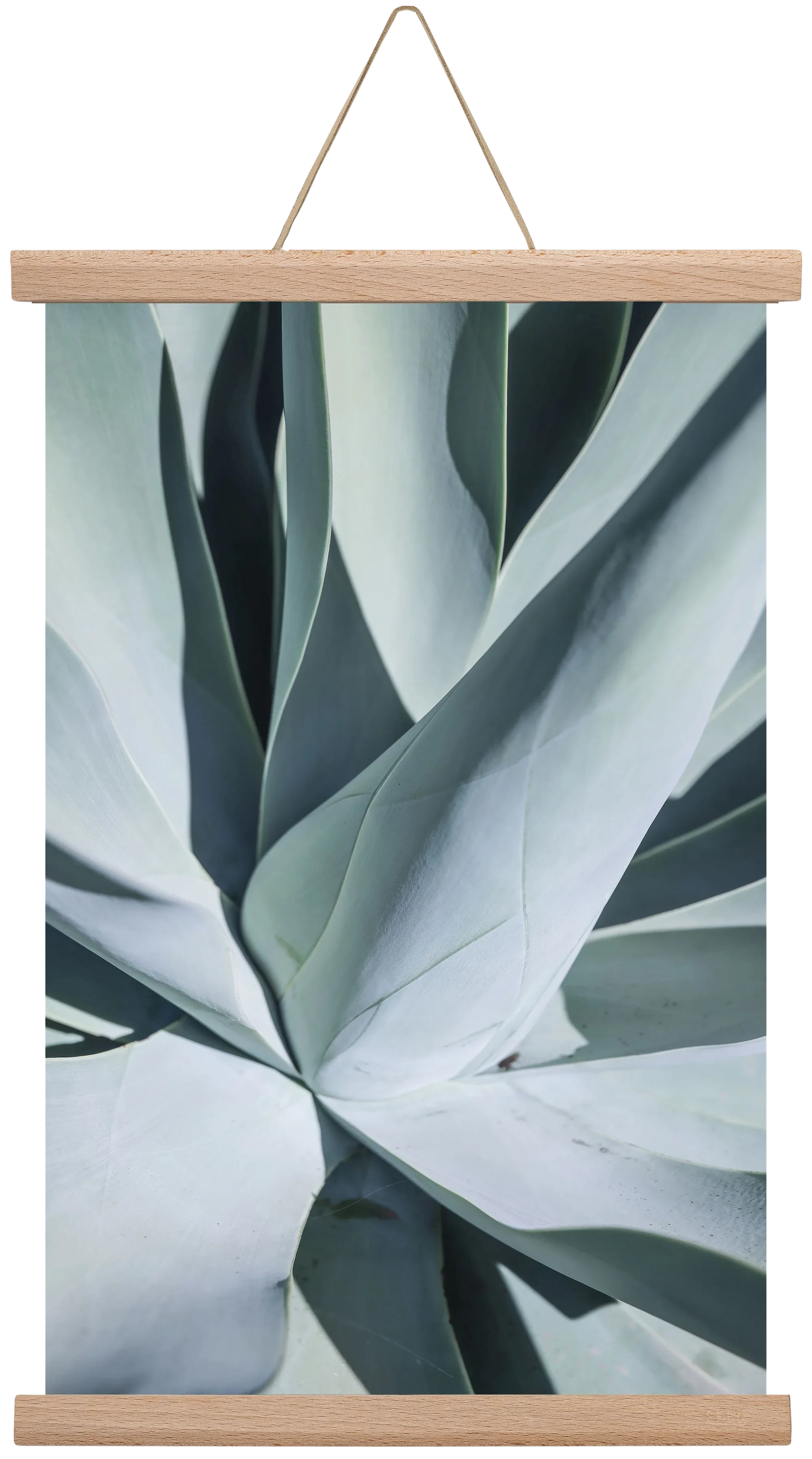 Aqua Cactus - artbridge