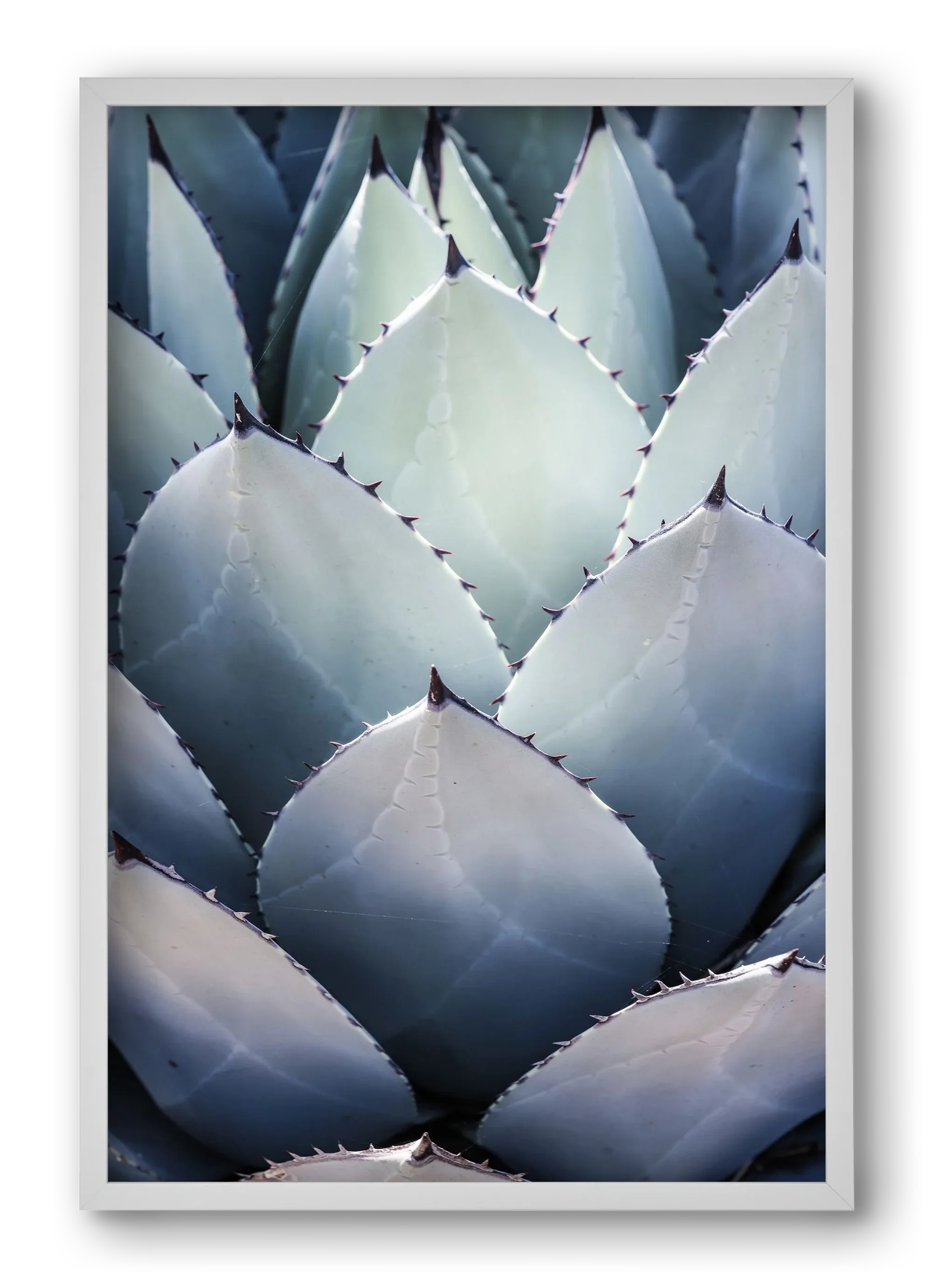 Blue Agave - artbridge