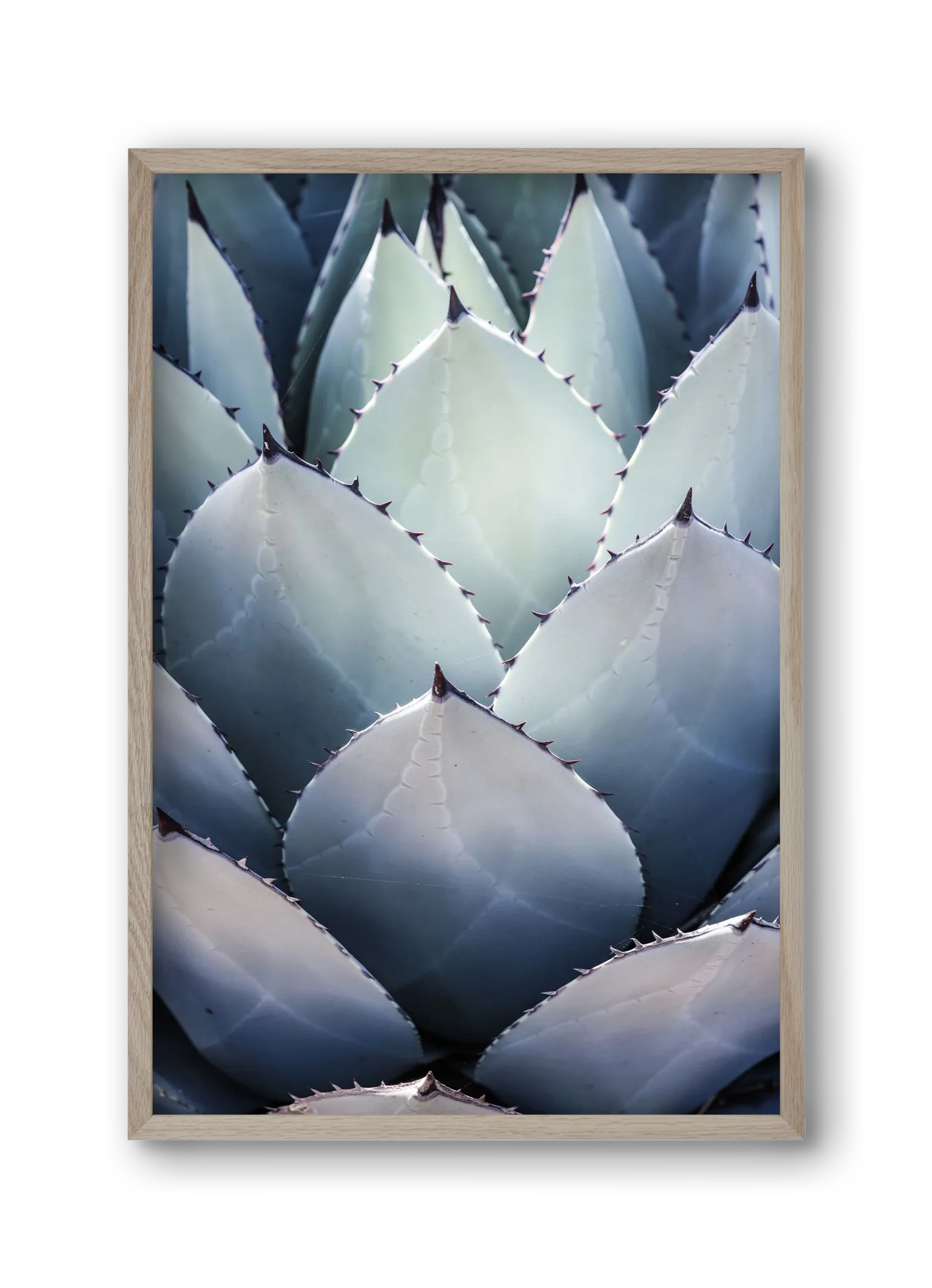 Blue Agave - artbridge