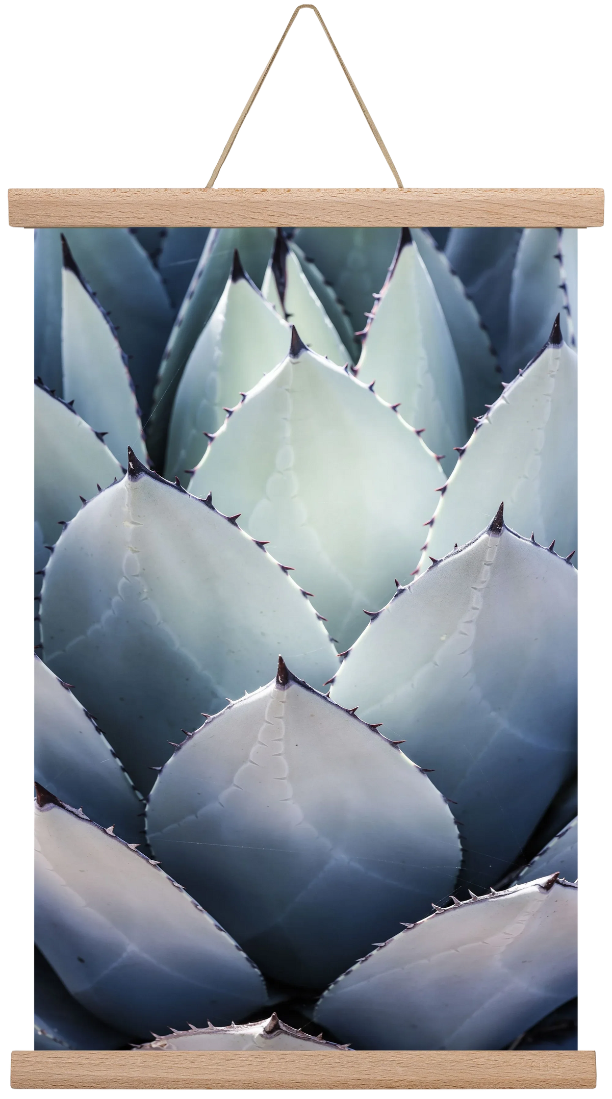 Blue Agave - artbridge