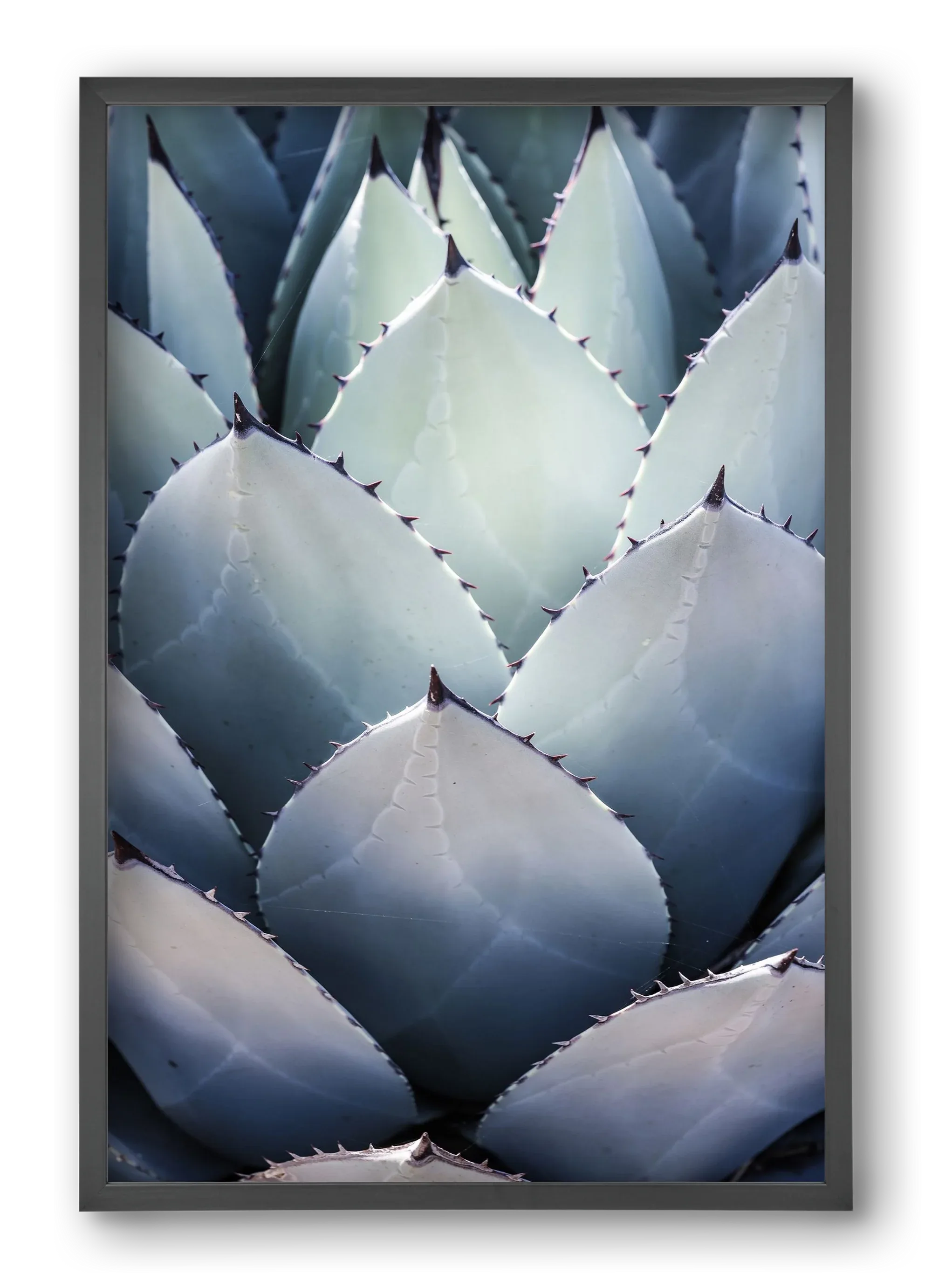 Blue Agave - artbridge