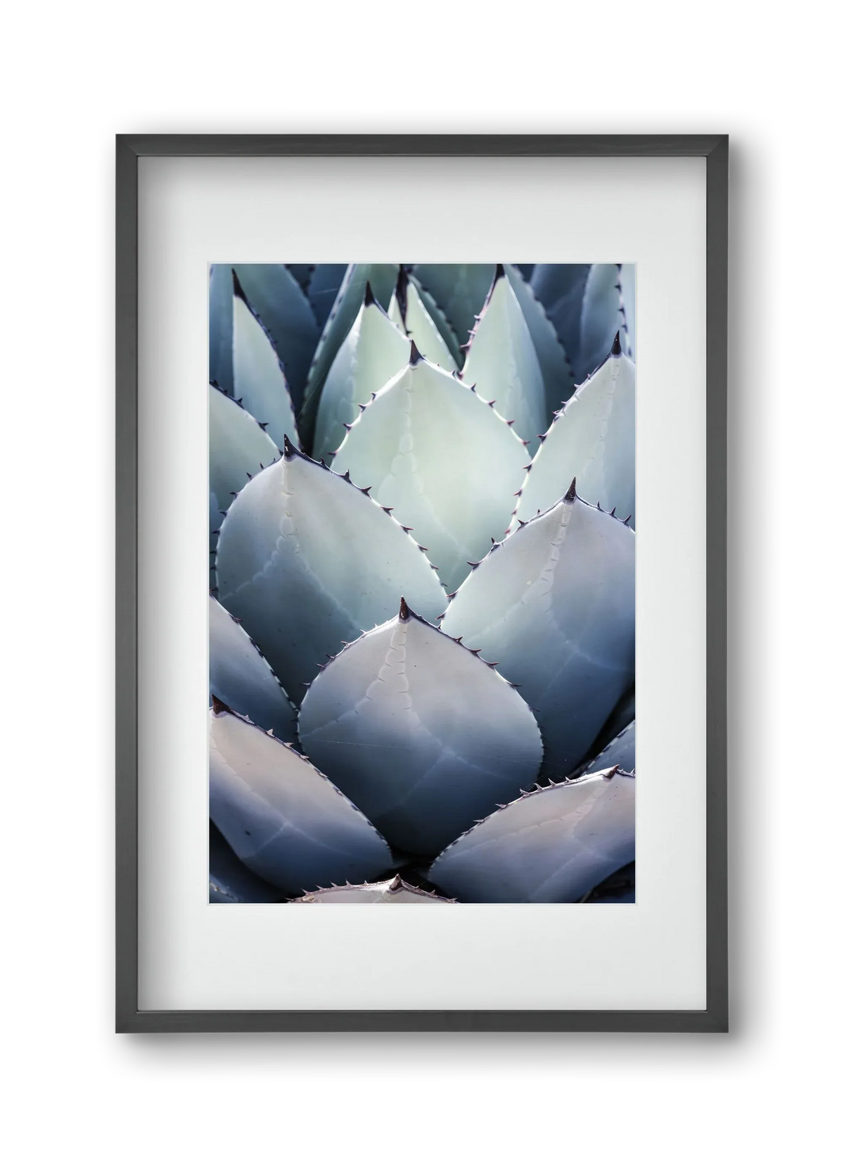 Blue Agave - artbridge