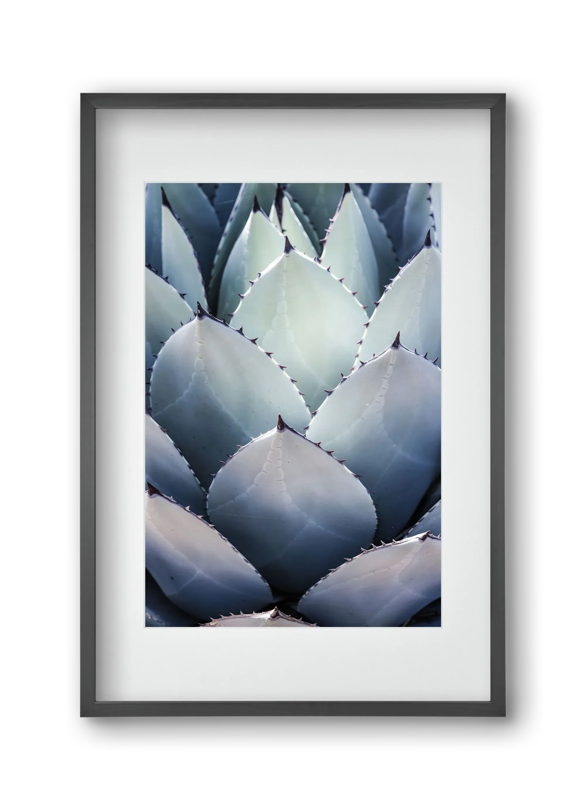 Blue Agave - artbridge