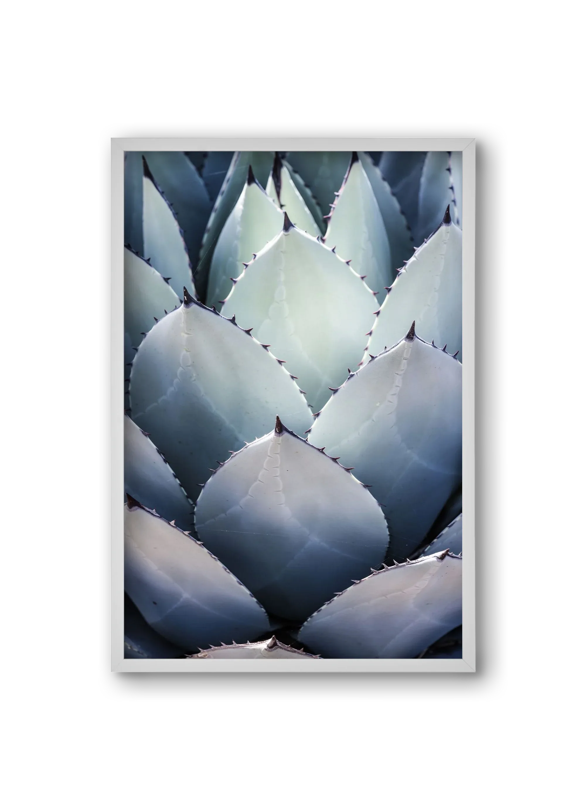 Blue Agave - artbridge