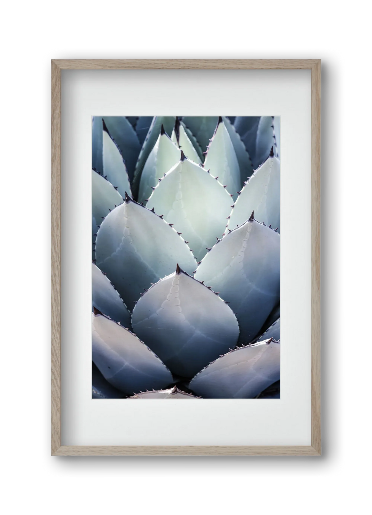 Blue Agave - artbridge