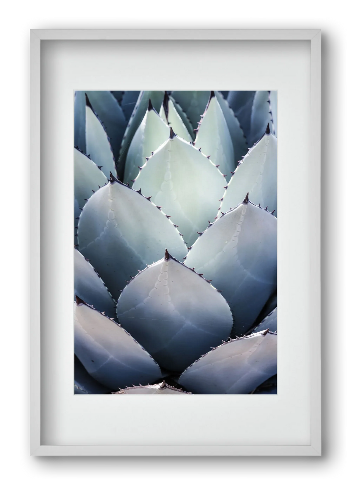 Blue Agave - artbridge