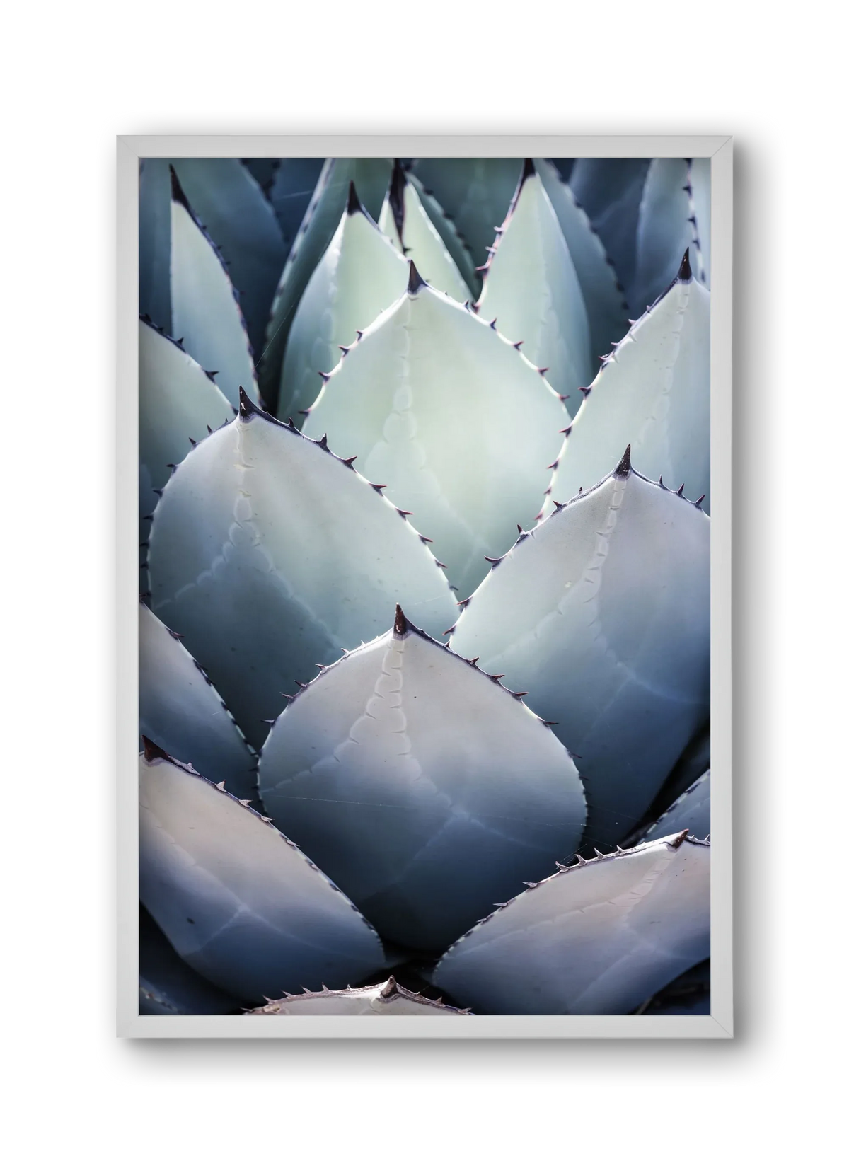 Blue Agave - artbridge