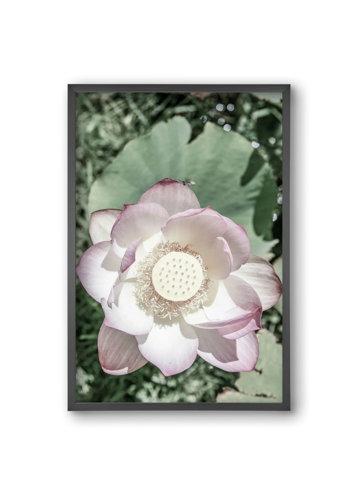 Lotus - artbridge