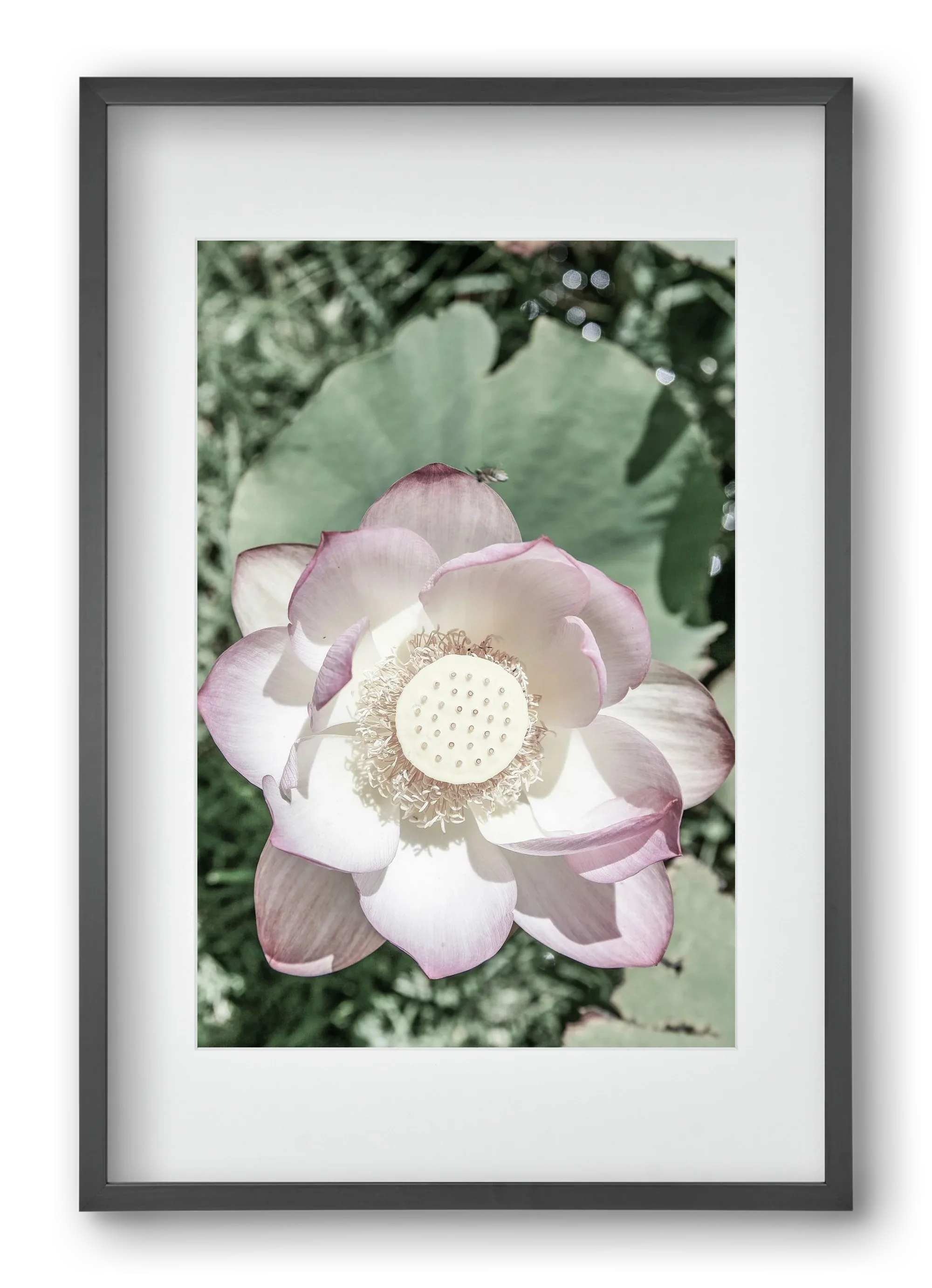 Lotus - artbridge
