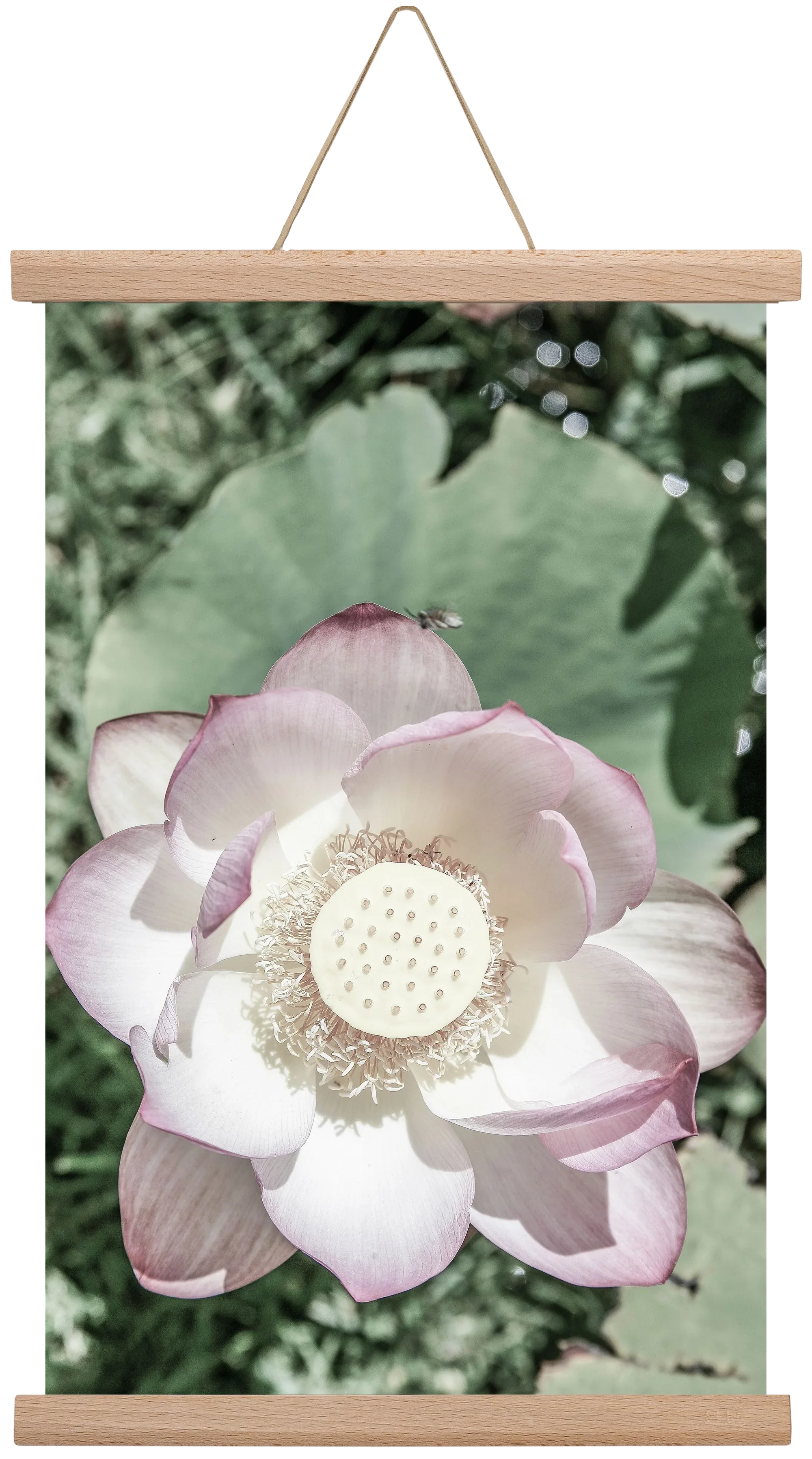 Lotus - artbridge